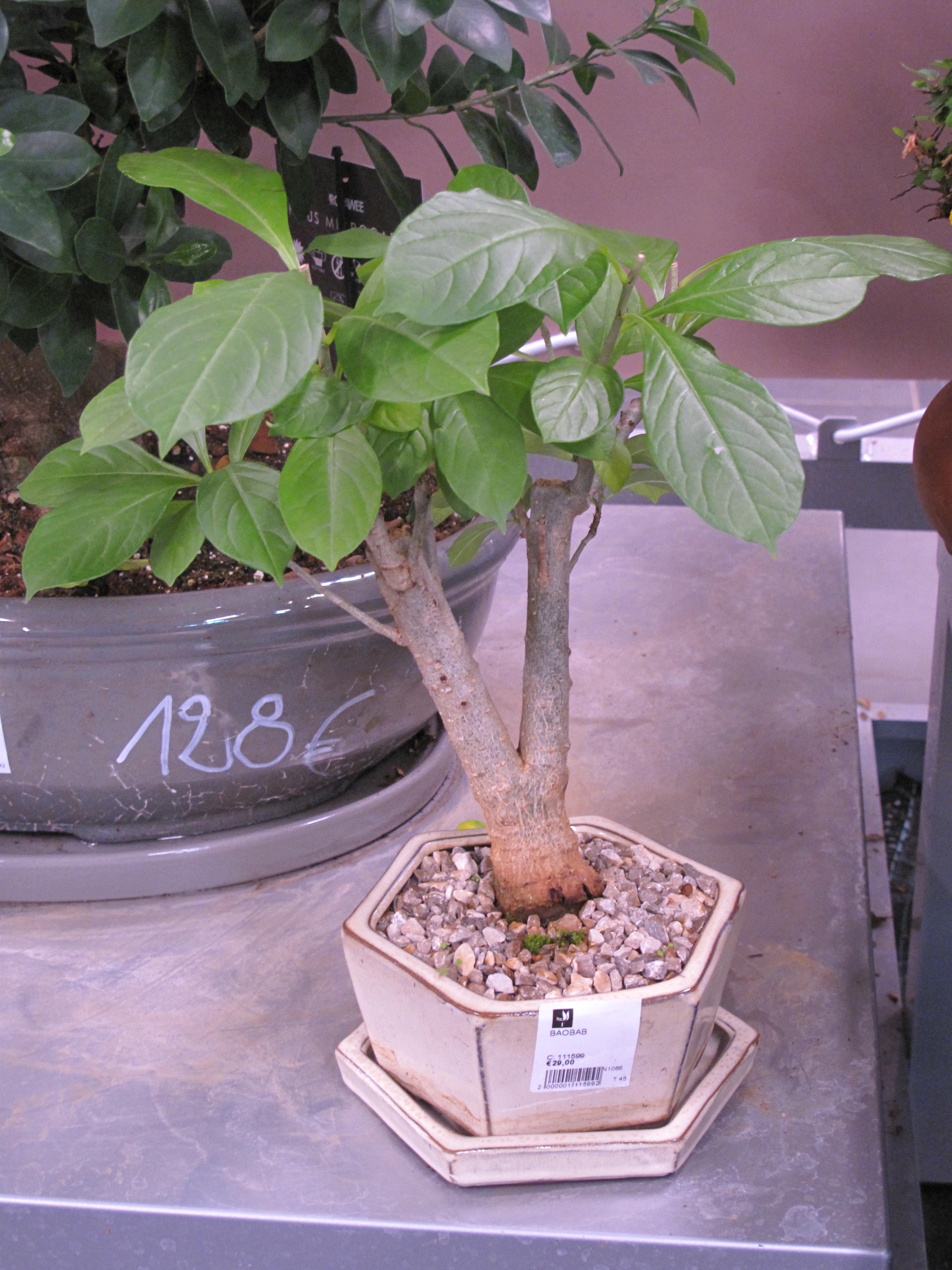 Baobab Bonsai