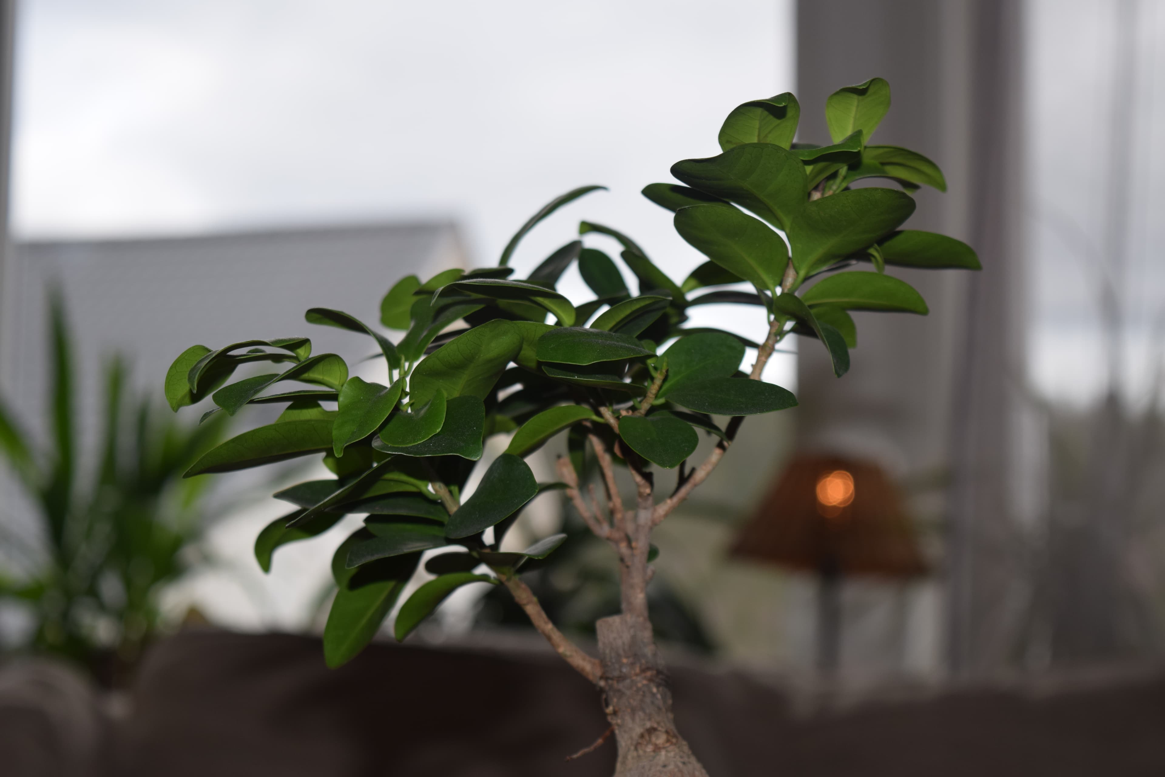 Ficus Bonsai