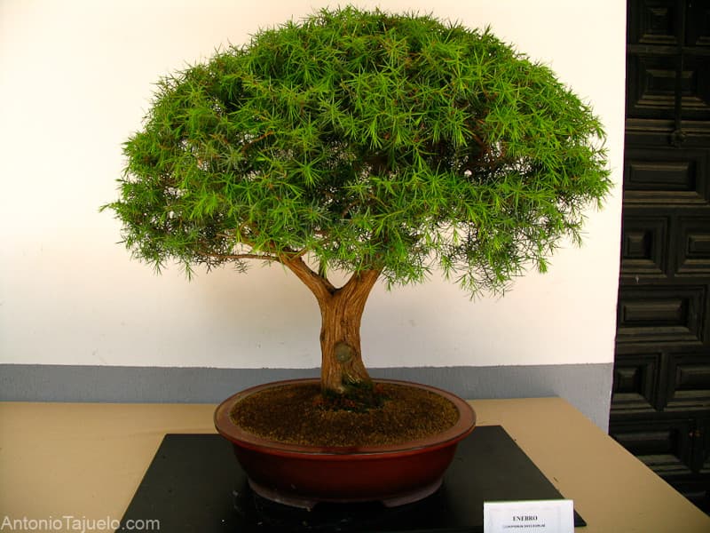 Prickly Juniper Bonsai