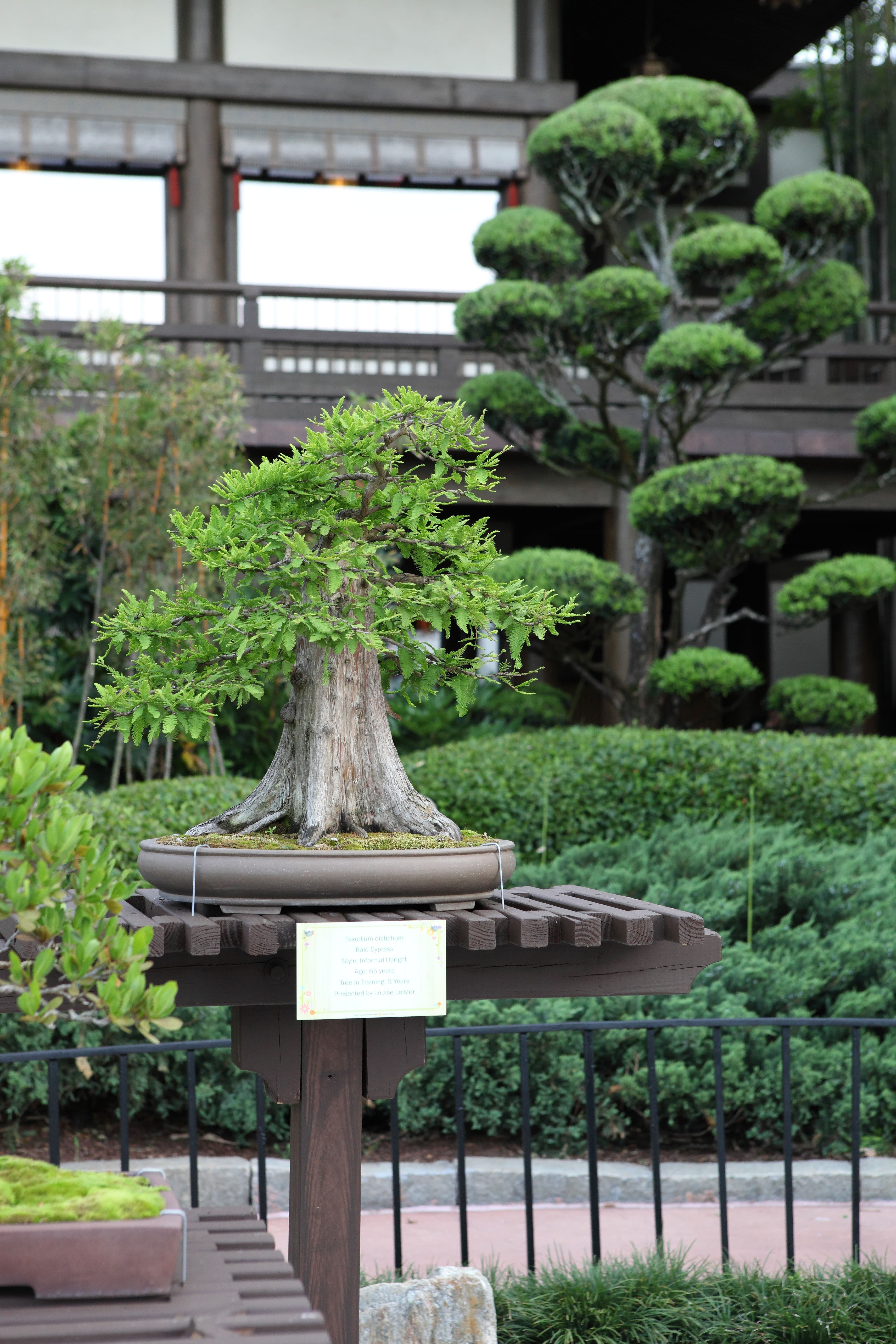 Bald Cypress Bonsai