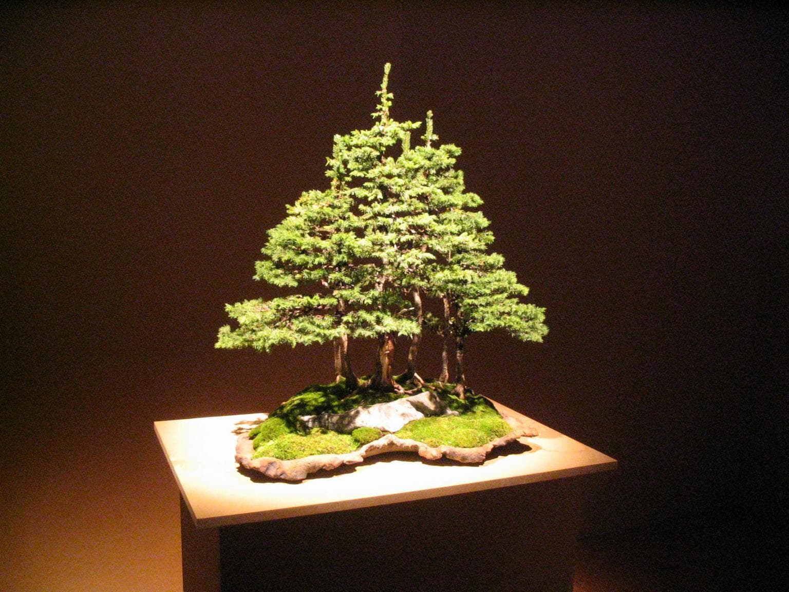 Spruce Forest Bonsai