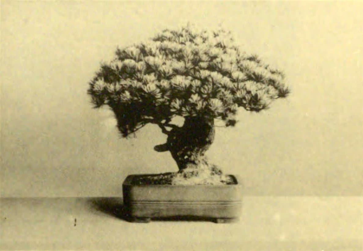 Sandai Shogun Japanese Pine Bonsai