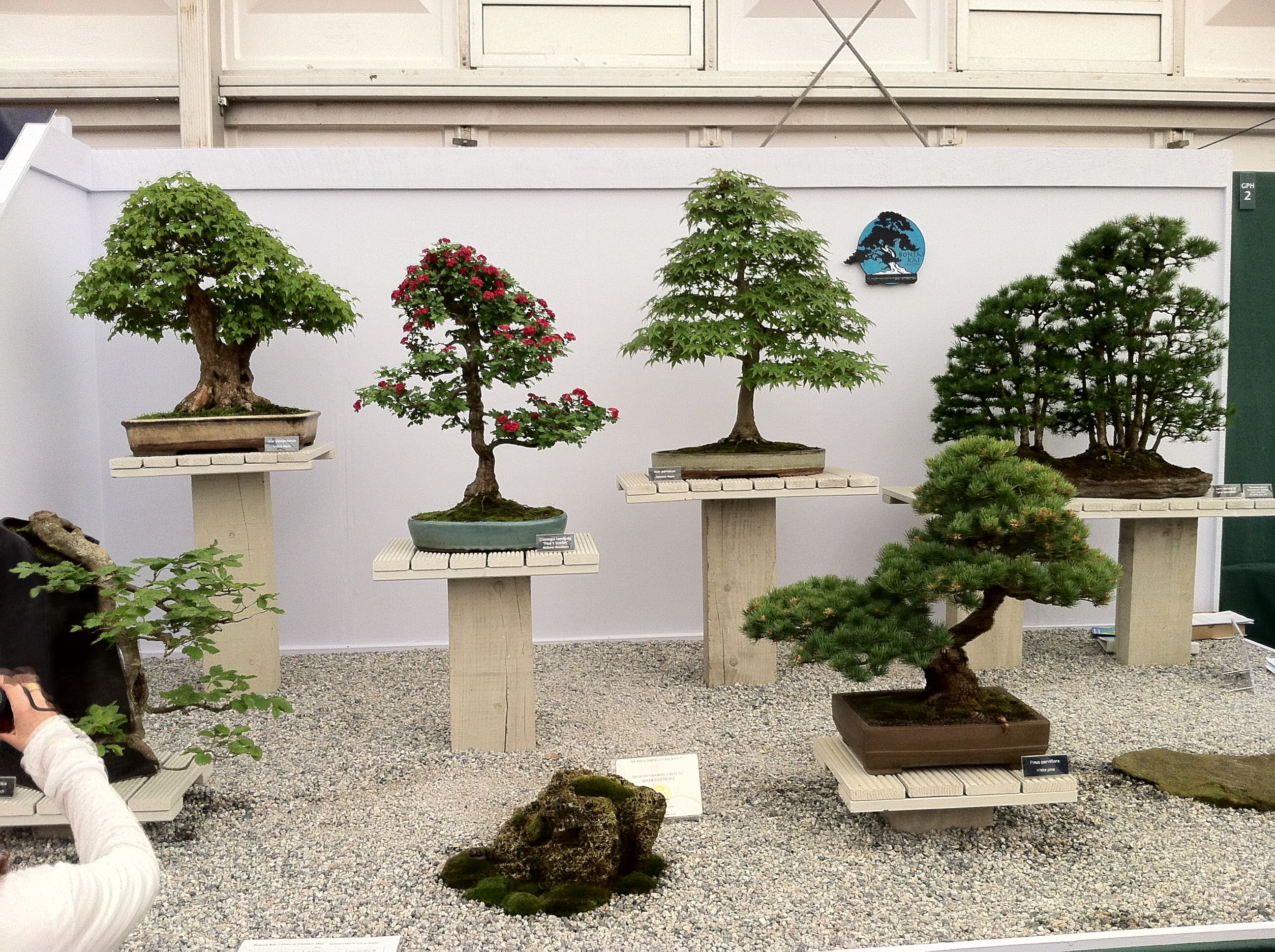 Flowering Hawthorn Bonsai