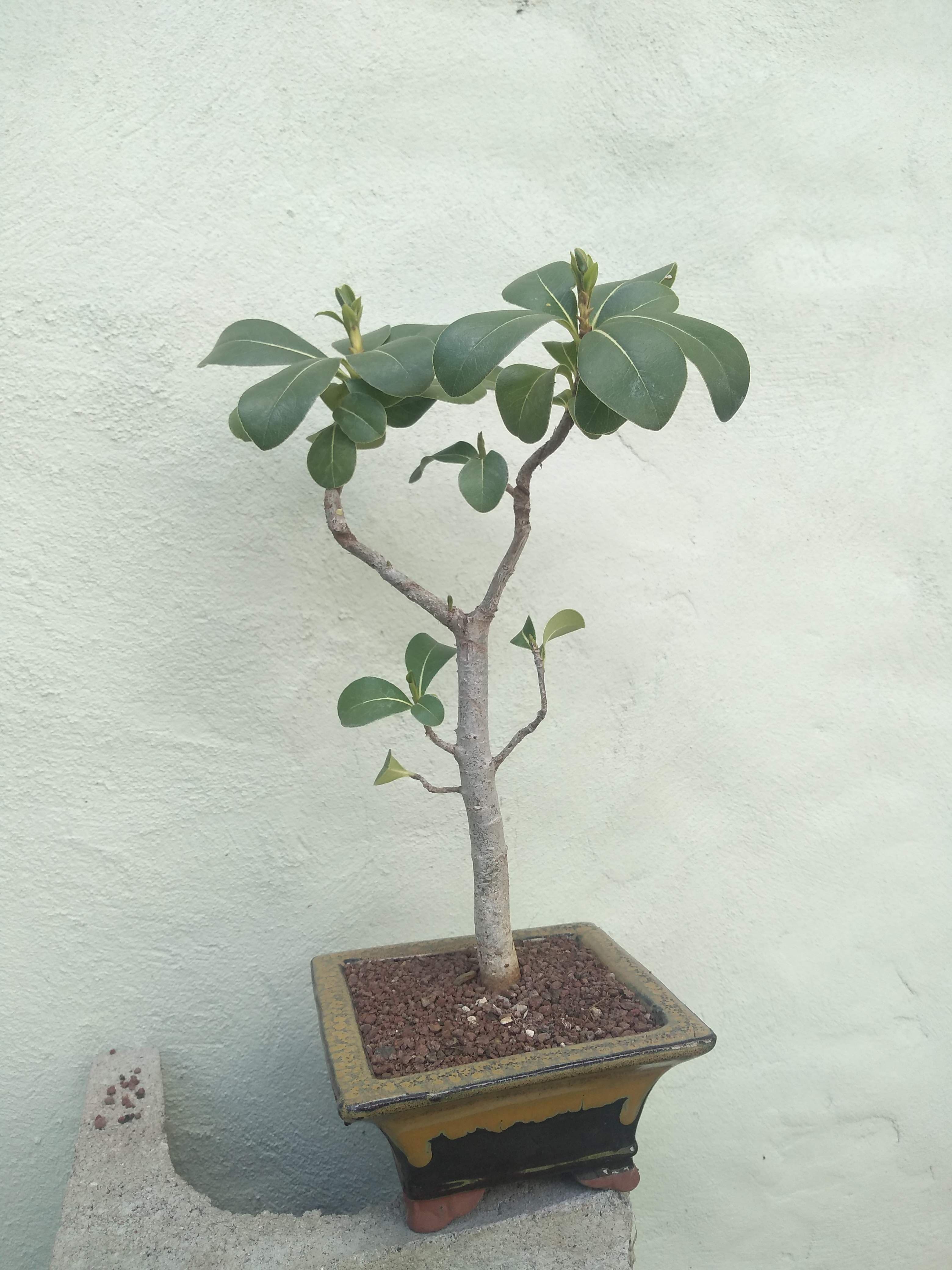 Autograph Tree Bonsai
