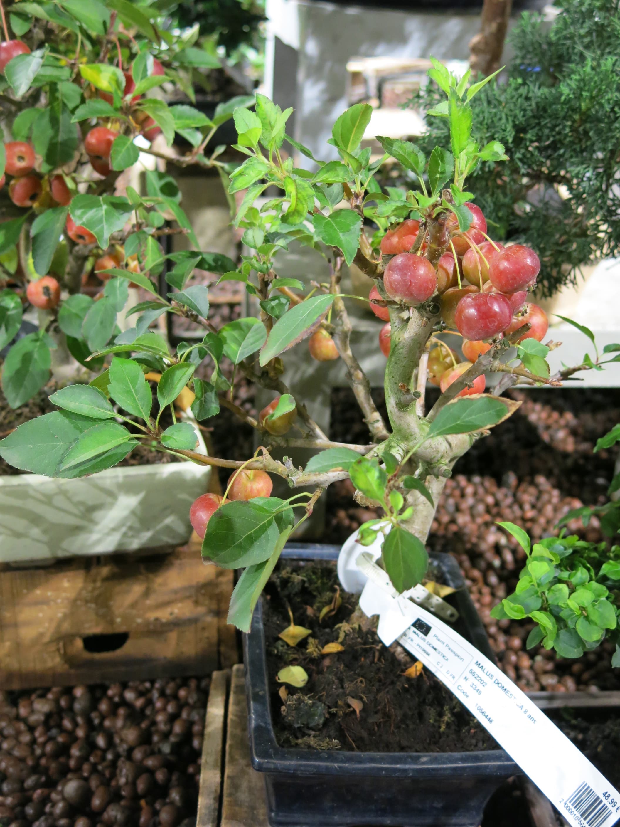 Apple Tree Bonsai