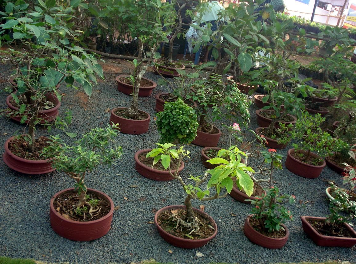 Chinese Banyan Informal Upright Bonsai