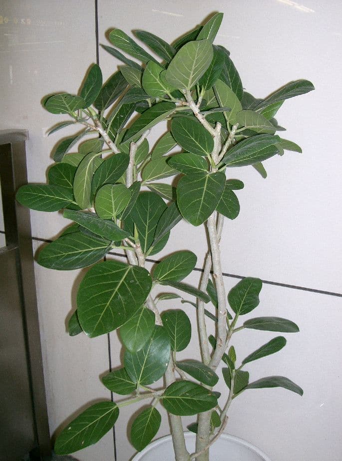 Young Banyan Fig Bonsai Group
