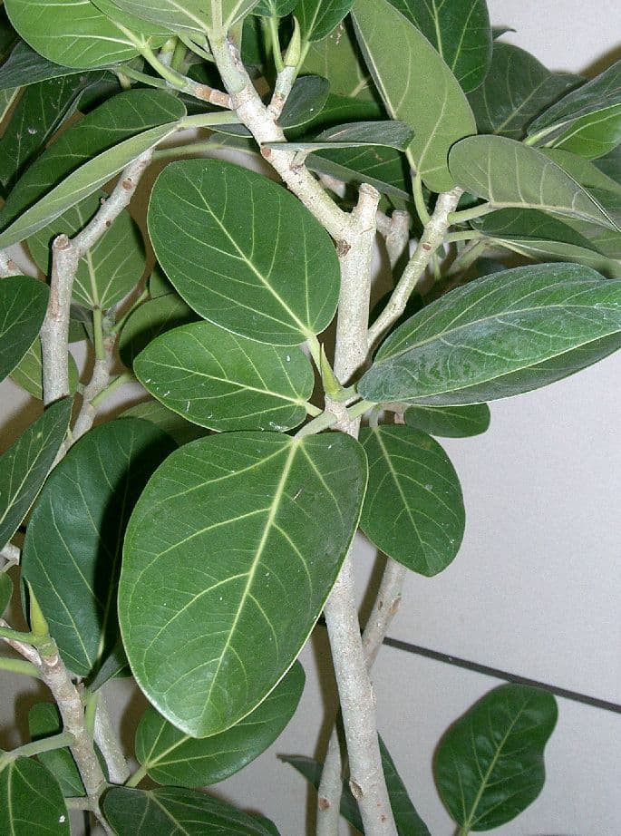 Banyan Tree Bonsai (Ficus benghalensis)