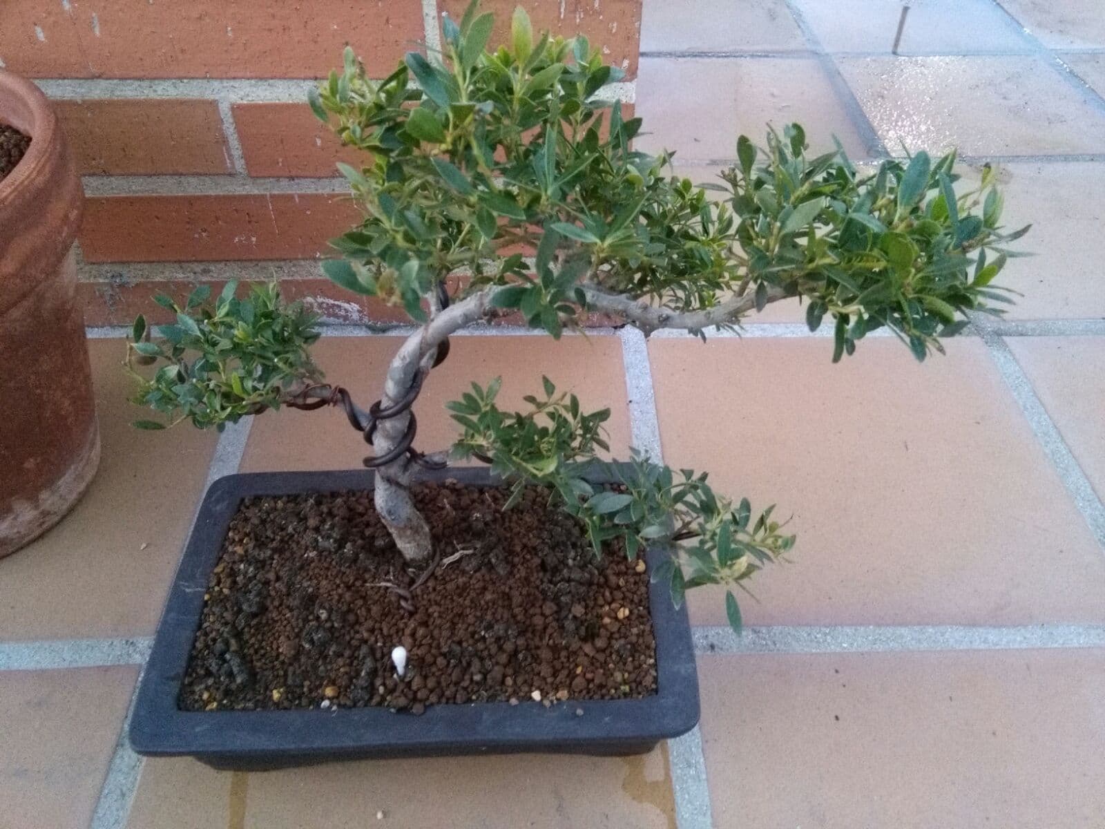 European Olive Bonsai