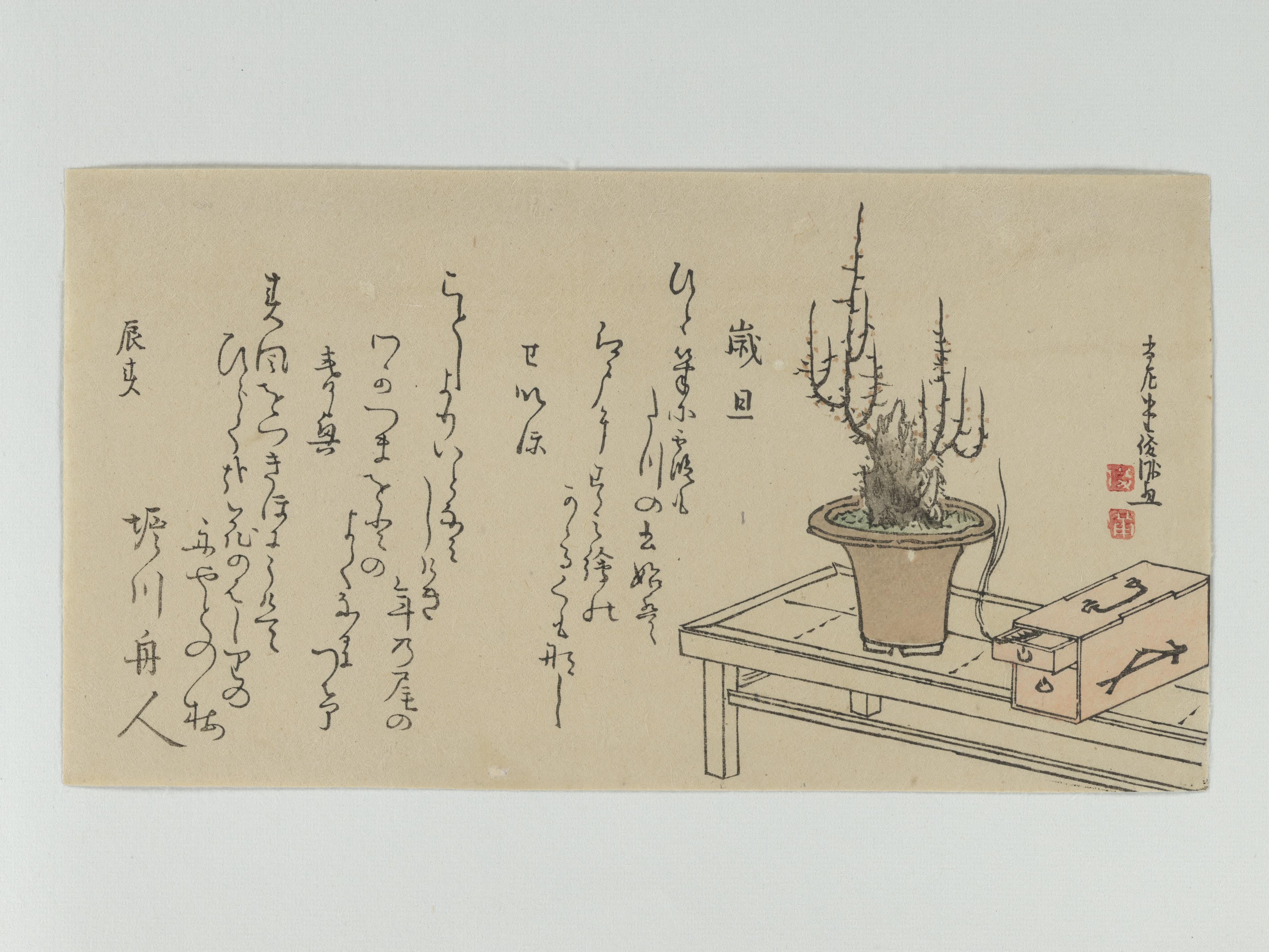 Japanese Plum Bonsai