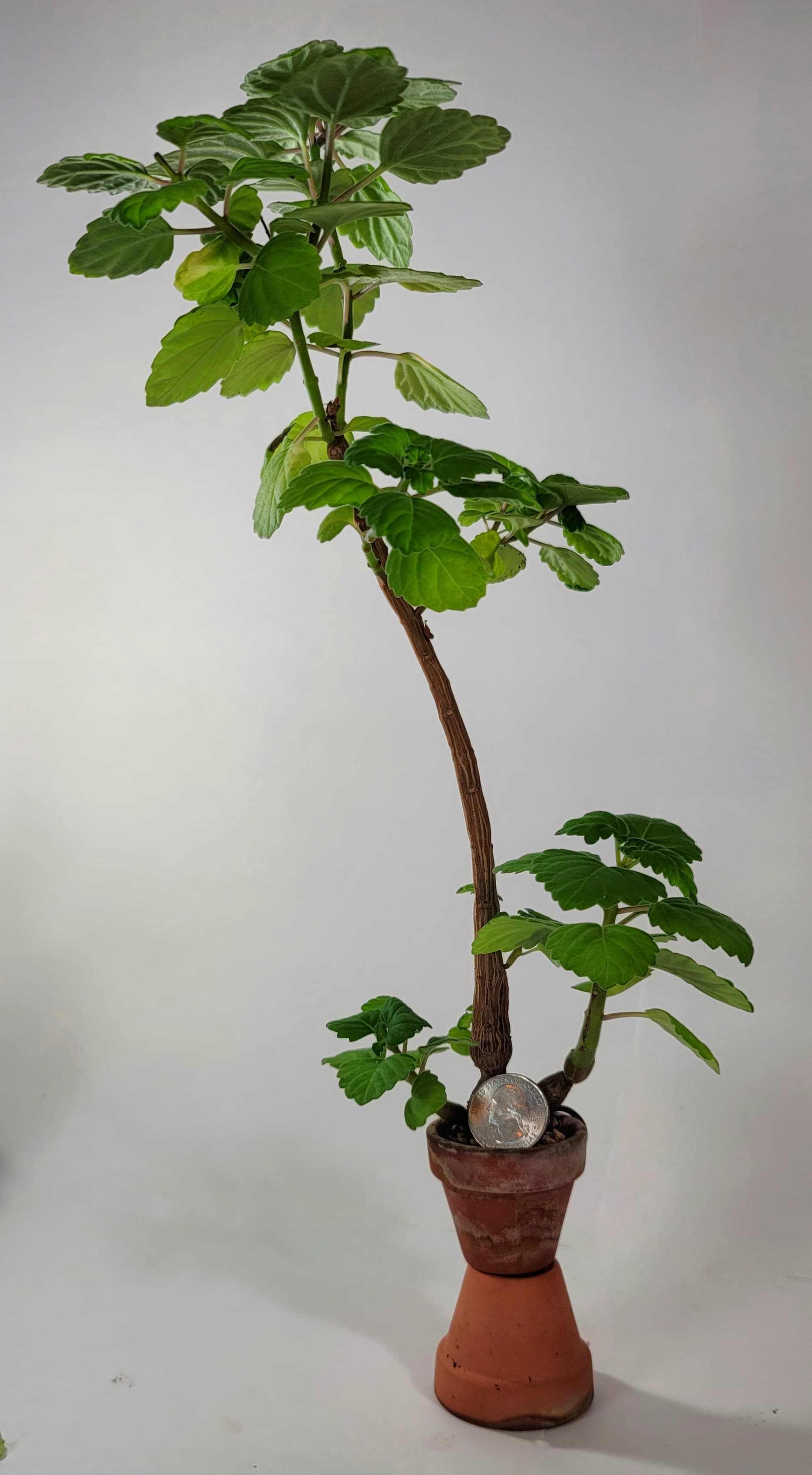 Mini Bonsai Succulent Mint