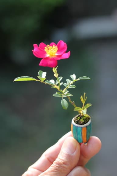 Rose Mame Bonsai