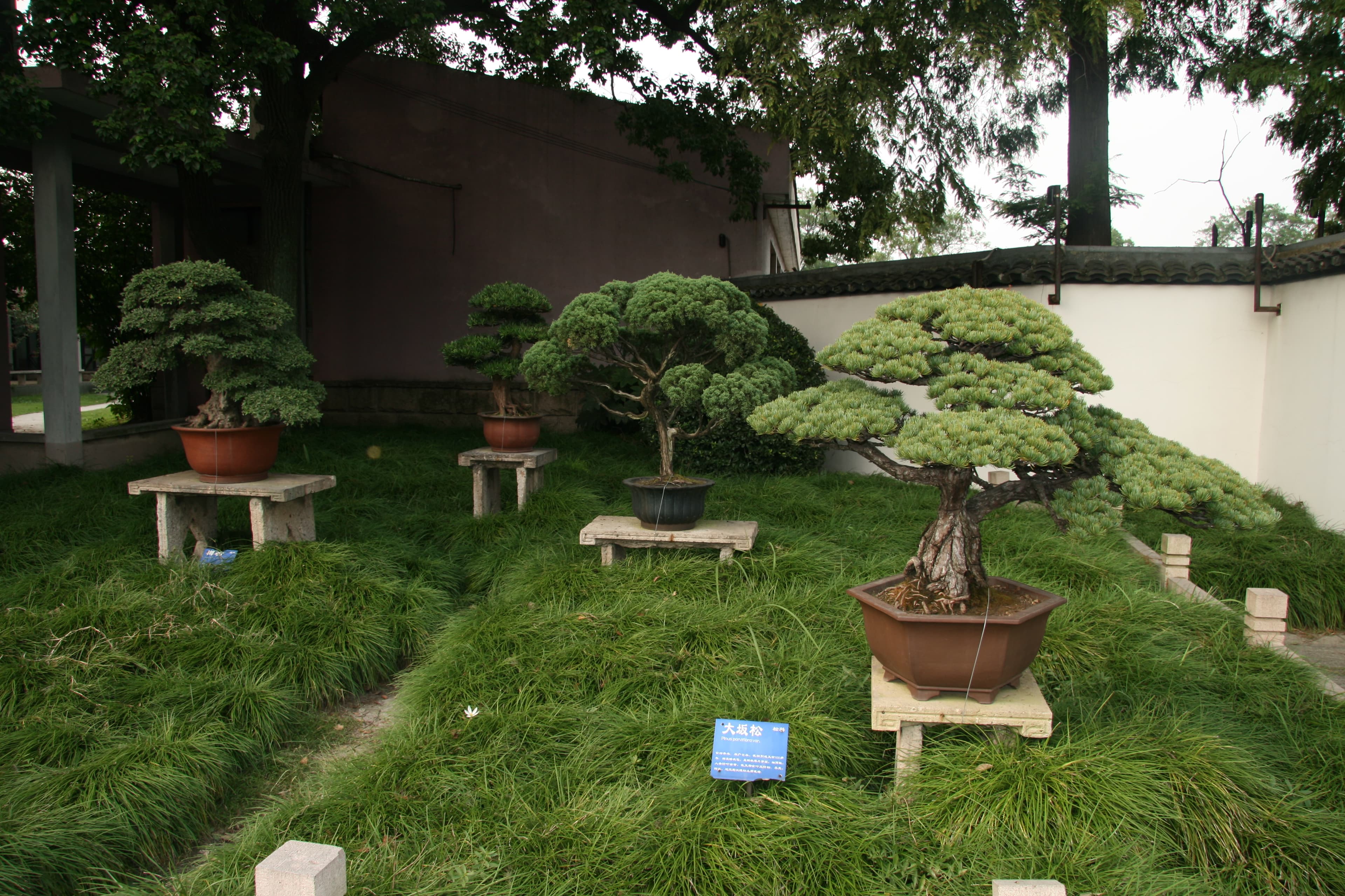 Osaka Pine Bonsai