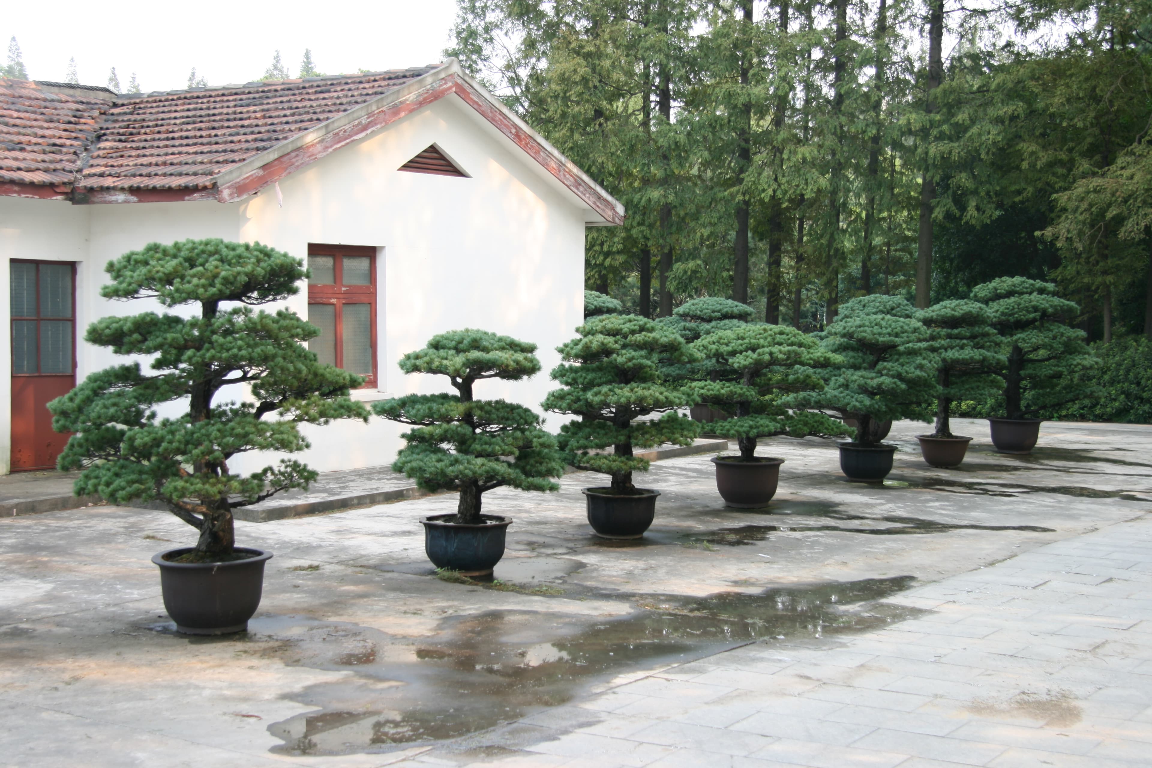 Japanese Black Pine Bonsai