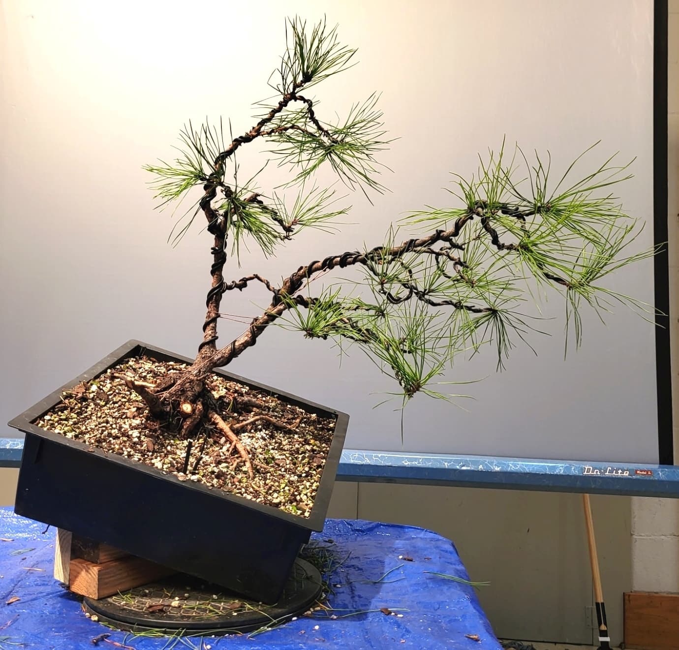 Pitch Pine Bonsai