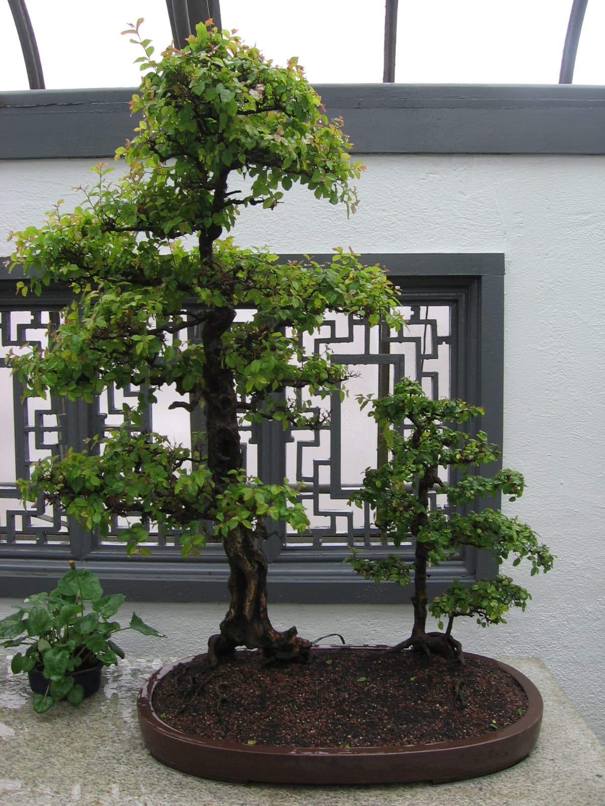 85-year-old Sageretia thea Forest Penjing