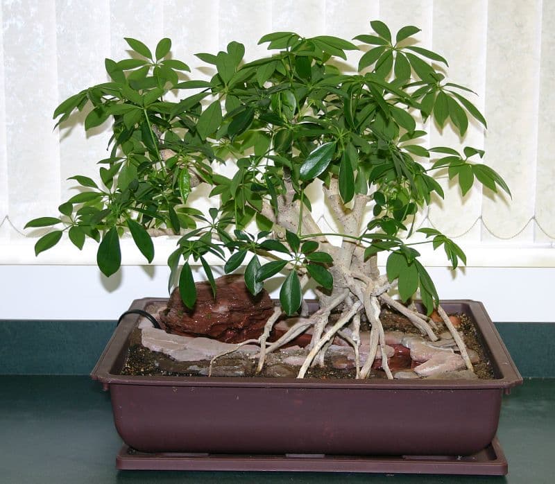 Dwarf Umbrella Tree Penjing with Water Feature