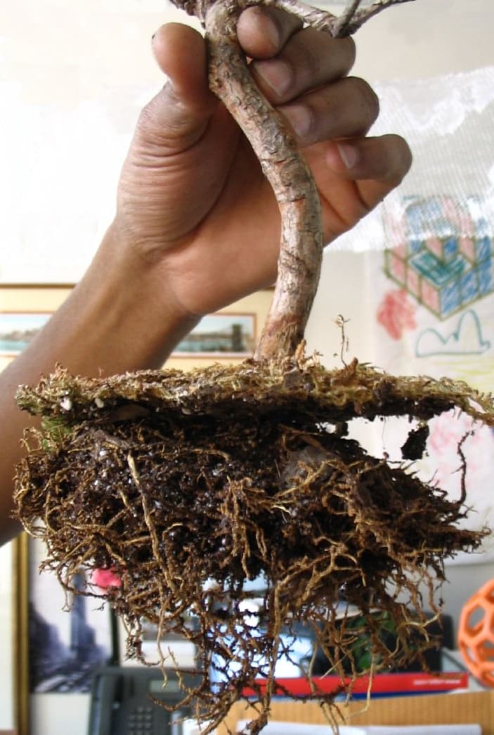 Uprooted Chinese Elm Bonsai