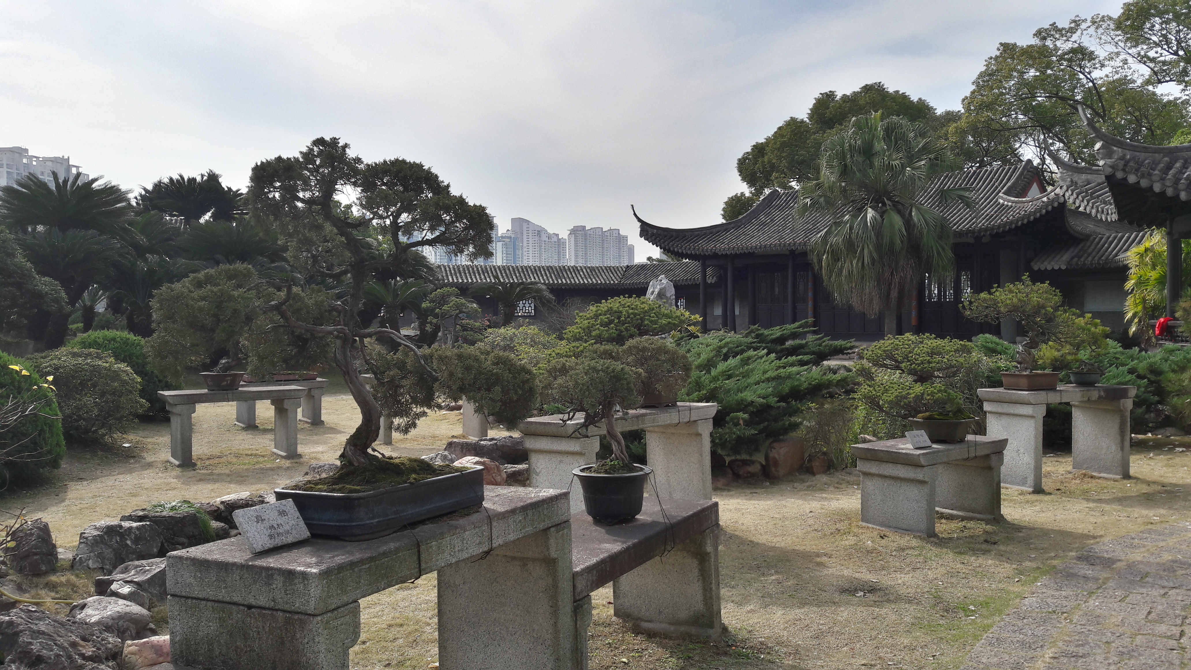 Aged Chinese Juniper Bonsai