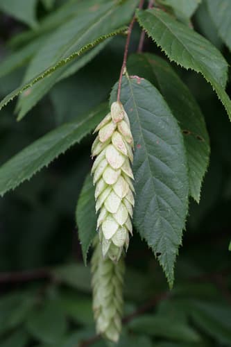American Hophornbeam Bonsai
