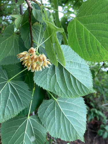 Basswood Bonsai