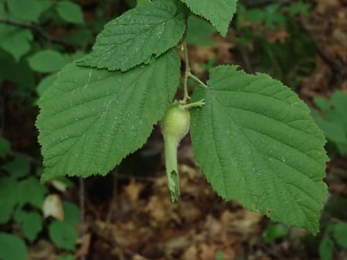 Beaked Hazelnut Bonsai