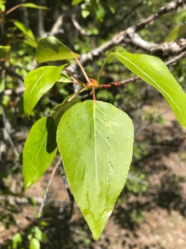 Black Cottonwood Bonsai