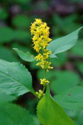 Broad-leaved Goldenrod