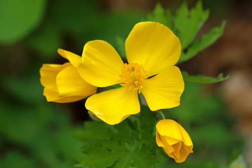 Celandine Poppy