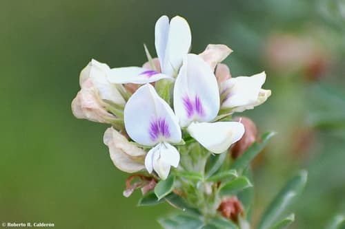 Chinese Bushclover Bonsai