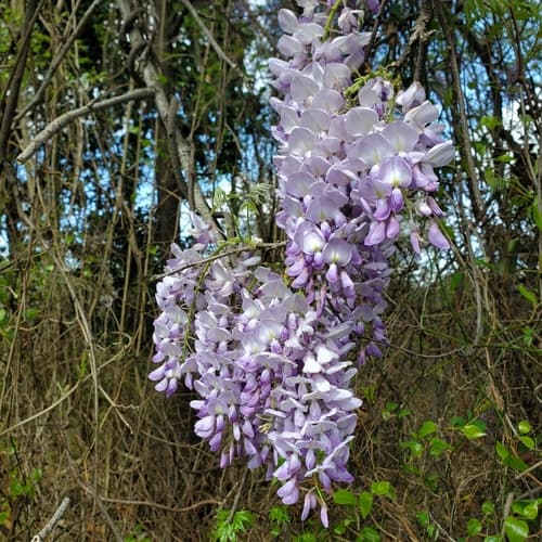 Chinese wisteria
