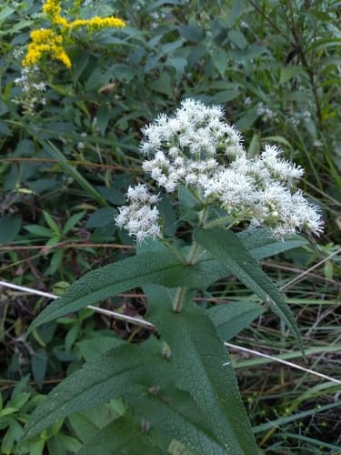 Common Boneset Bonsai