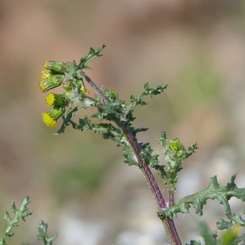 Common Groundsel