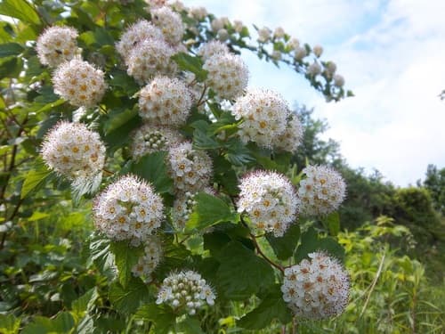 Common Ninebark