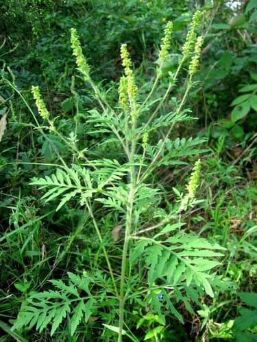 Common Ragweed Plant
