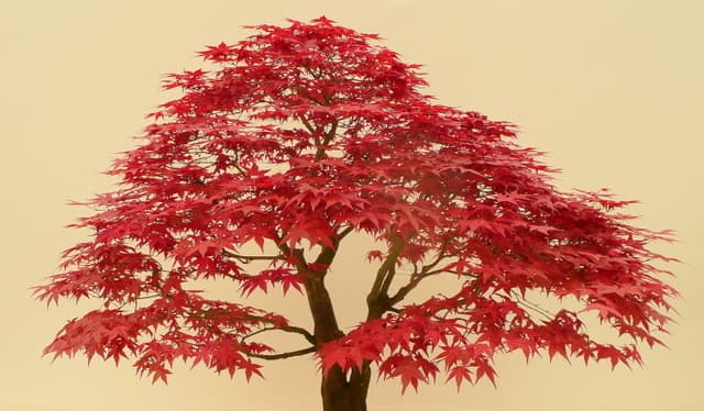 Deshojo Maple Bonsai