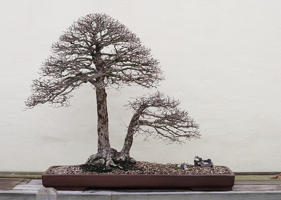 English Elm Bonsai