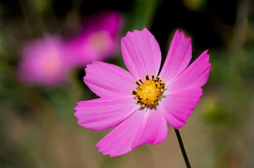 Garden Cosmos Flower