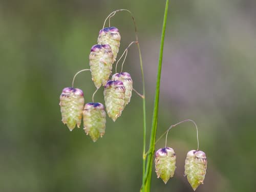 Greater Quaking Grass