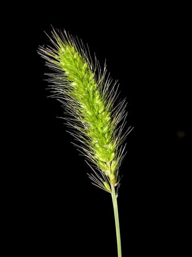 Green Bristle Grass Bonsai