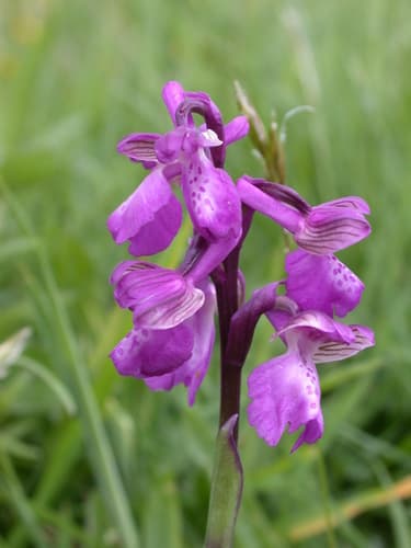 Green-winged Orchid Bonsai