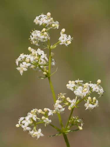 Hedge Bedstraw