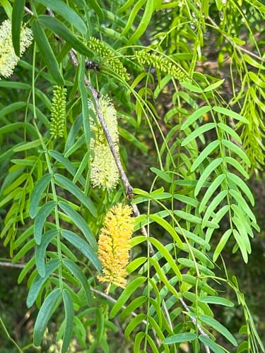 Honey Mesquite Bonsai