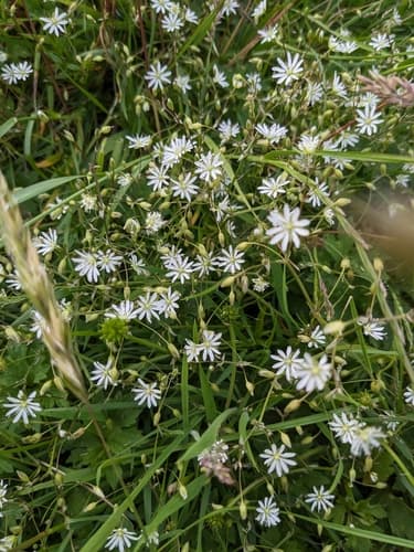 Lesser Stitchwort (Wildflower)