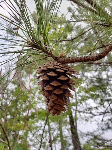 Loblolly Pine Bonsai