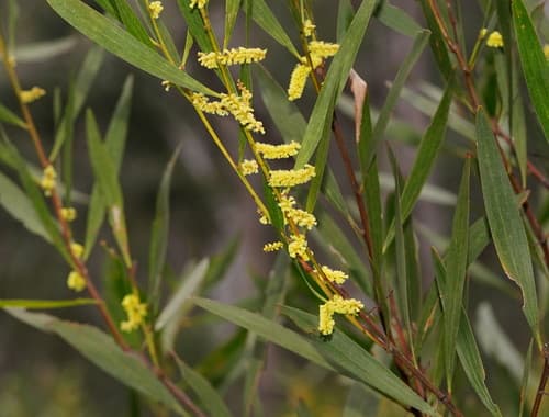 Longleaf Wattle