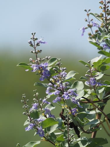 Beach Vitex Bonsai