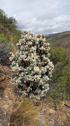 Silver Dollar Plant