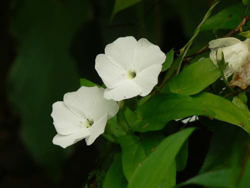 Sweet clockvine