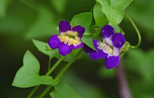 Snapdragon Vine